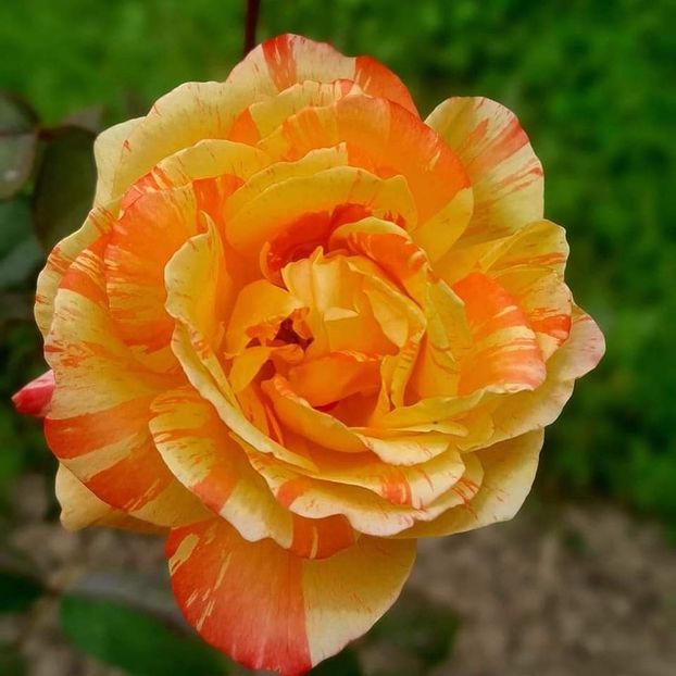 Nr.153 - așa ar trebui sa arate - Oranges and lemons