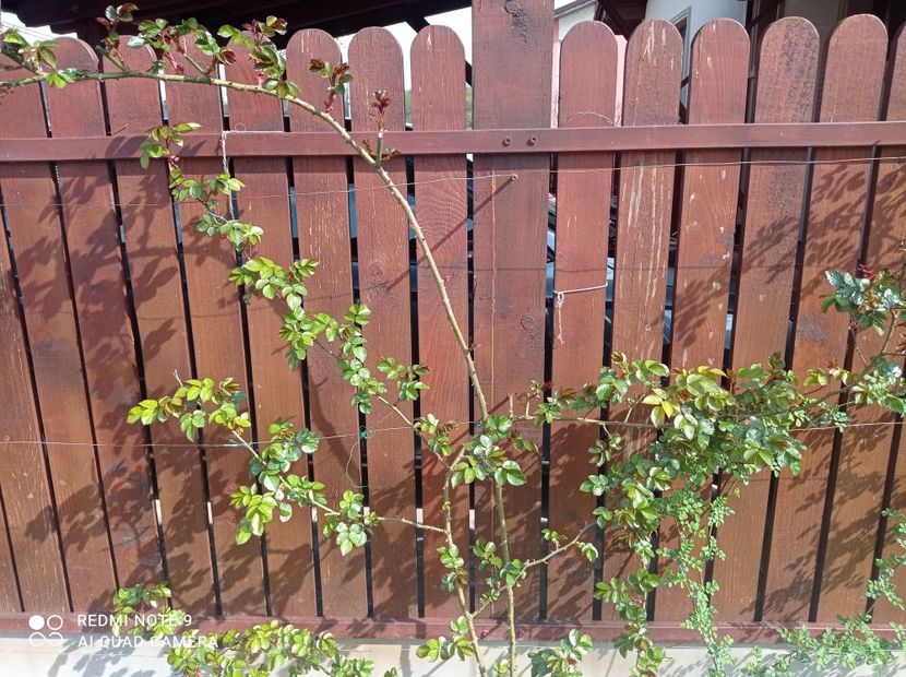 Cățărător roșu 2 - 23 aprilie 2023 - Cățărător roșu 2