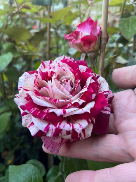 Așa ar trebui sa arate - New imagine - puțin probabil