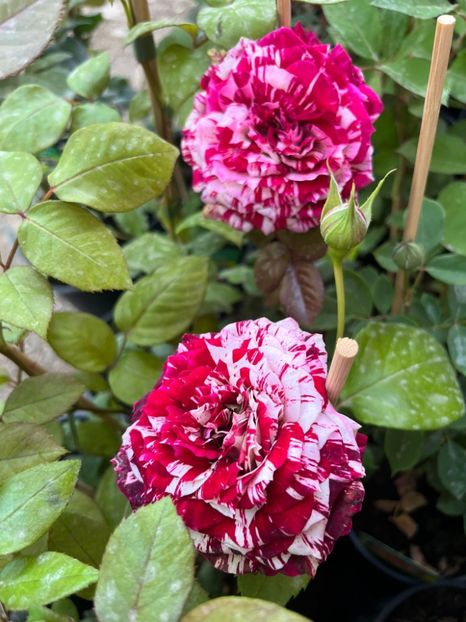 Așa ar trebui sa arate - New imagine - puțin probabil