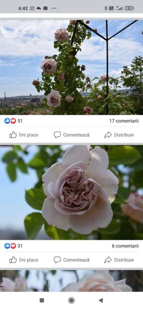 Capucino așa ar trebui sa arate - Capucino