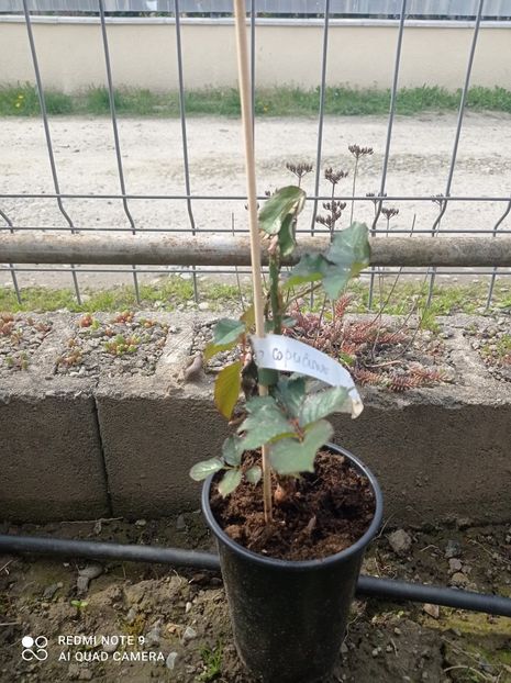 Capucino 23 aprilie 2023 - Capucino