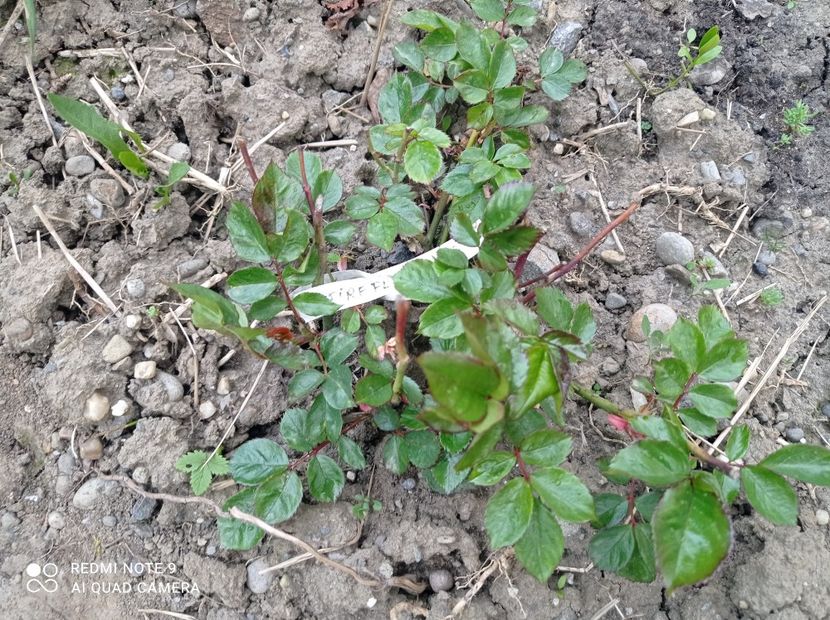 Fireflash 23 aprilie 2023 - Fireflash