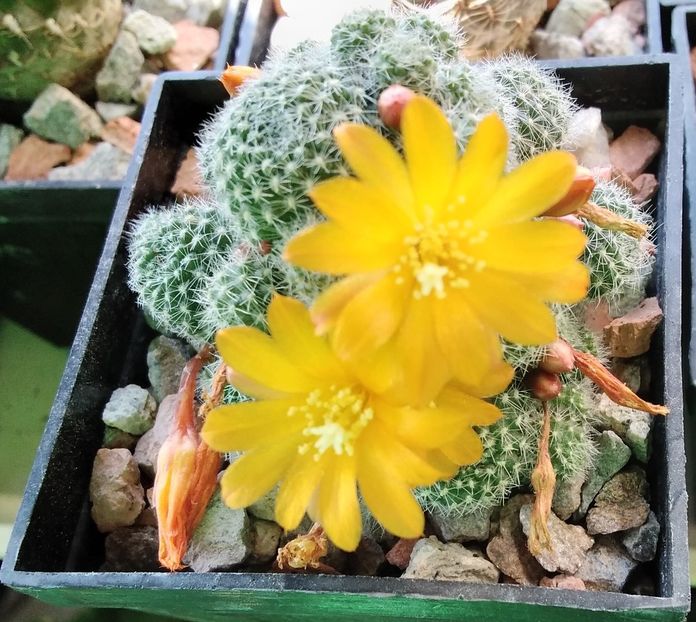 Rebutia fabrisii - 2023