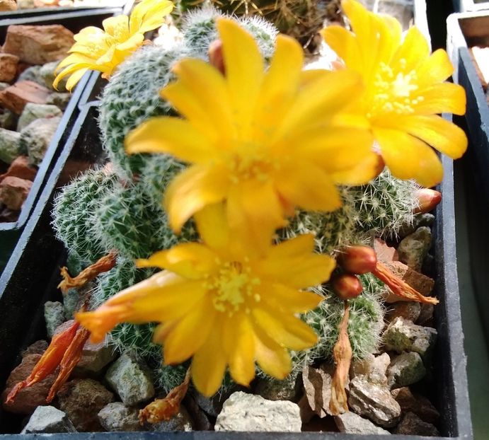 Rebutia fabrisii - 2023