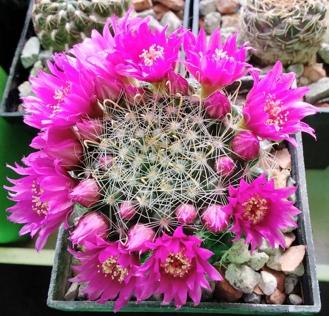 Mammillaria zeilmanniana - 2023