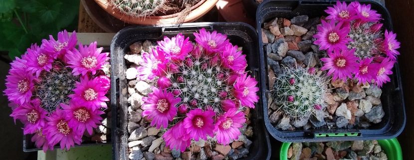 Mammillaria zeilmanniana - 2023