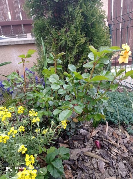 23 aprilie 2023 - Roșu cu flori mici