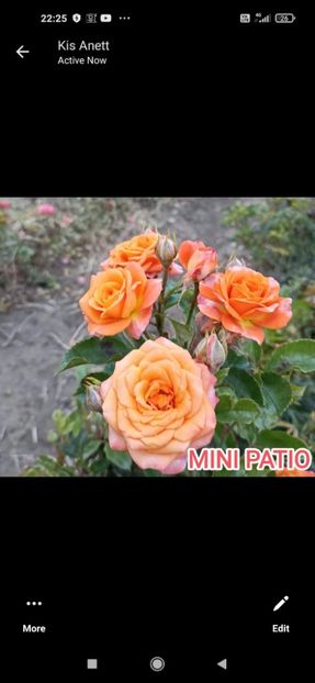 Așa ar trebui sa arate - Mini patio