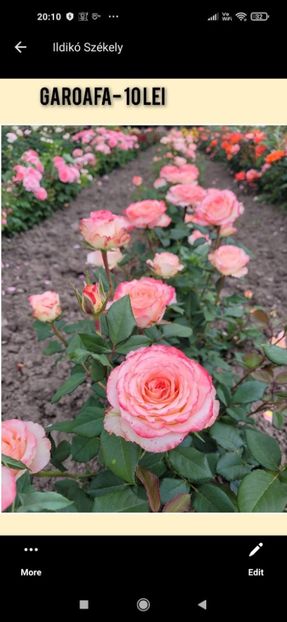 received_499317212076583 - Garoafa