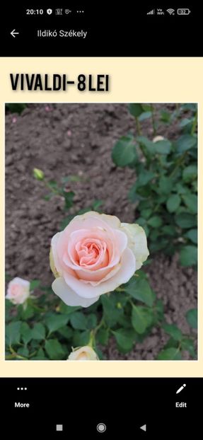 Așa ar trebui sa arate - Vivaldi