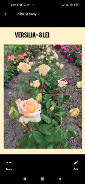 Așa ar trebui sa arate - Versilia