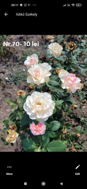 Așa ar trebui sa arate - Alb cu număr 70