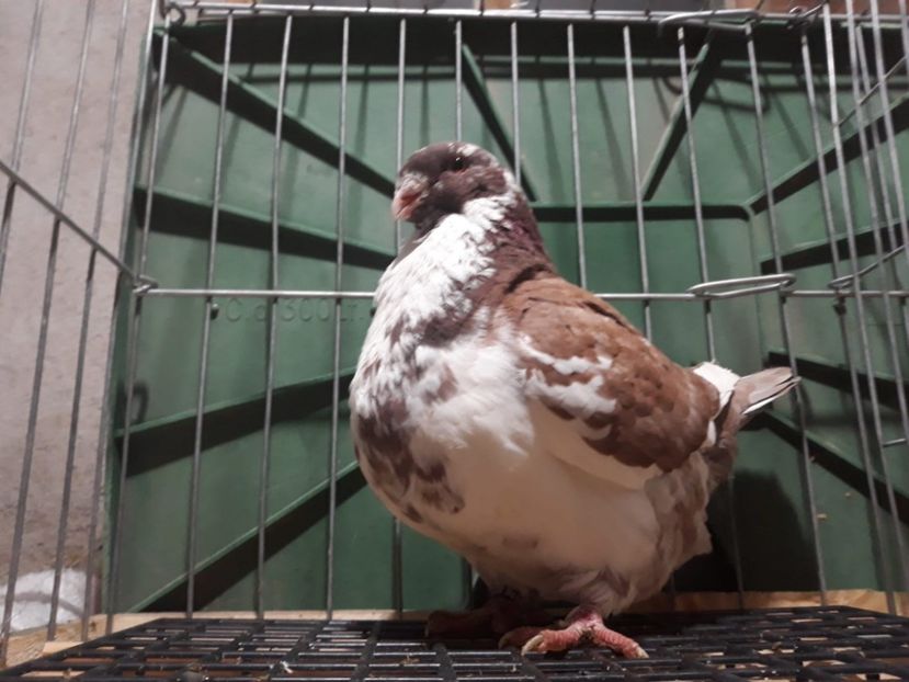 IMG-20230226-WA0061[1] - Amintiri