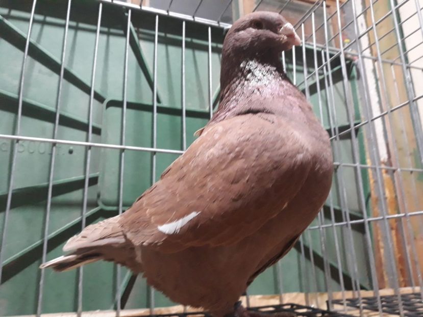 IMG-20230226-WA0072[1] - Amintiri