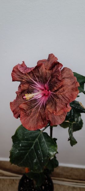  - Hibiscus HD 1596