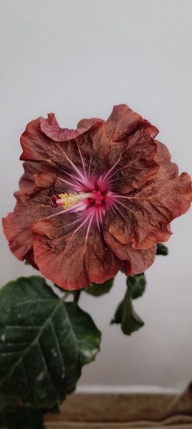  - Hibiscus HD 1596