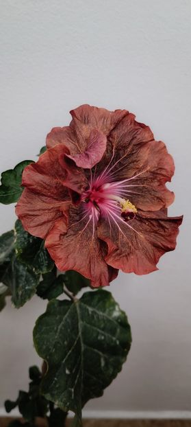  - Hibiscus HD 1596