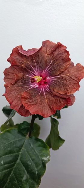  - Hibiscus HD 1596