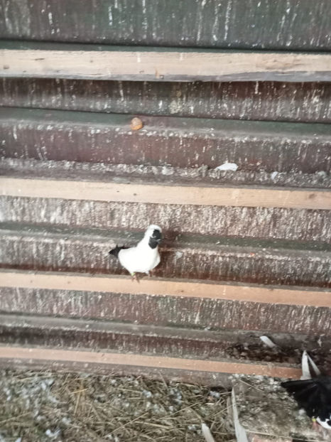  - Porumbei vanduti 2