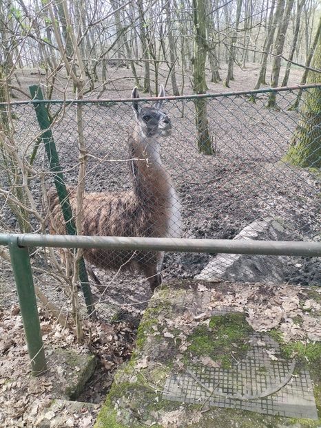 c552aafe-b695-4df0-b0ce-ccfc7851dca5 - 2023 Tg Mures GRADINA ZOO 14 aprilie