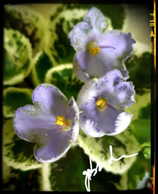 PT Bells - AA violete africane de colectie