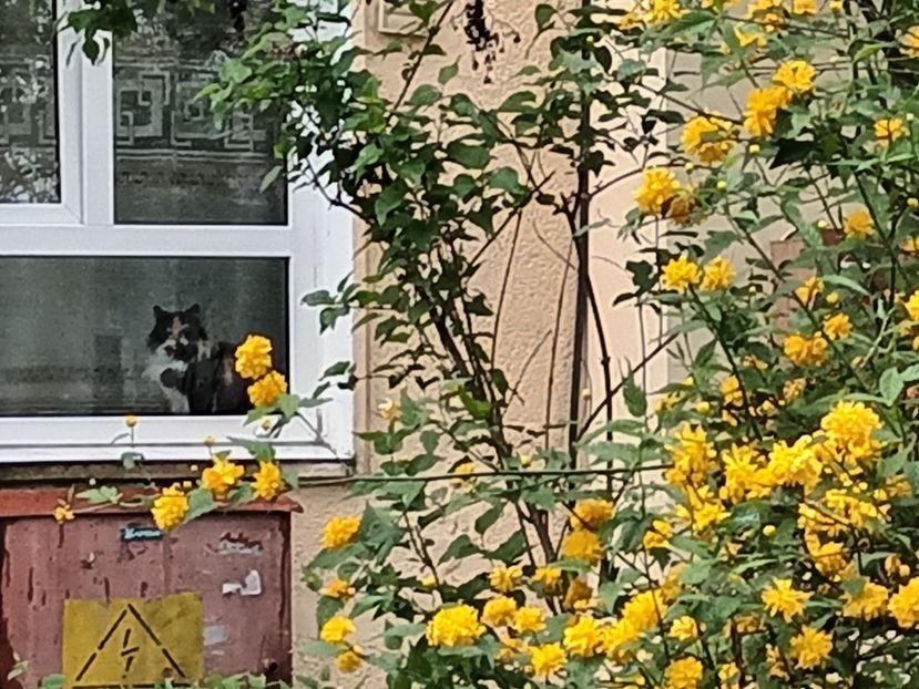  - Căutând bucuria la pas