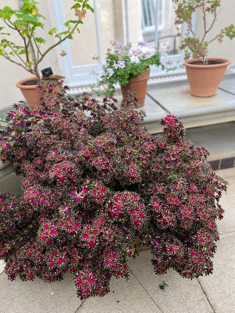 0f3a0b83-049e-4536-bacc-3dc5ebff6504 - Gradina botanica Londra