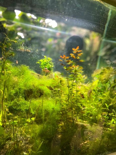 1c090275-3f82-454f-83c3-46370eb7c9d3 - Gradina botanica Londra