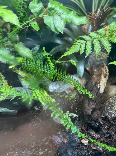 1fdce508-a908-4bf8-b338-9509d9dcc54b - Gradina botanica Londra