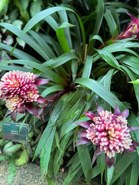 2b223888-c271-4ba0-8503-2f9c32c7bd0c - Gradina botanica Londra