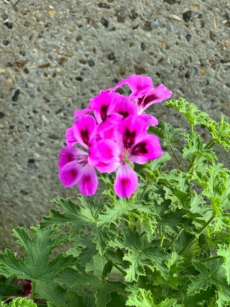 2d7755e1-ba3a-4300-bd0b-d022a02aa089 - Gradina botanica Londra