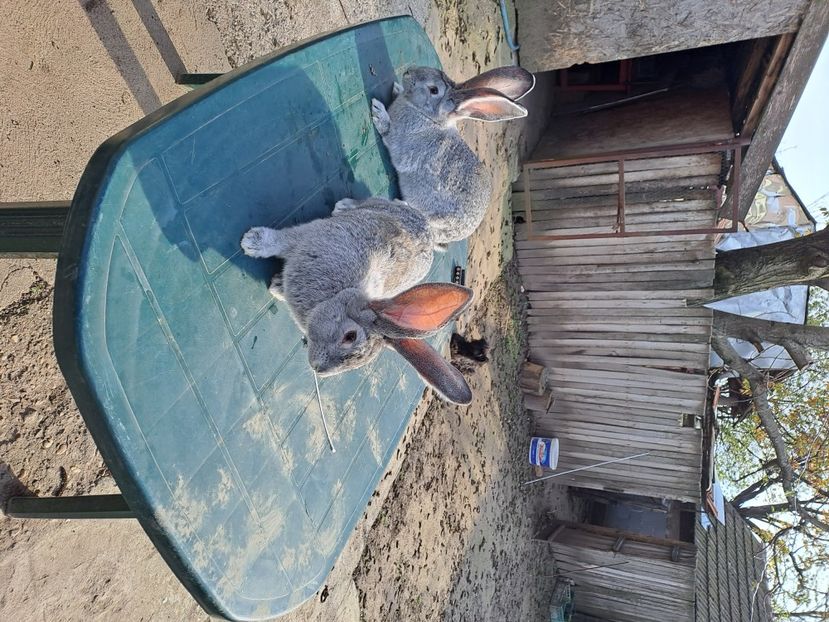  - Uriaș german gri chincila