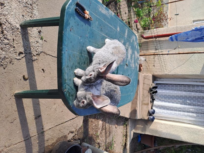  - Uriaș german gri chincila