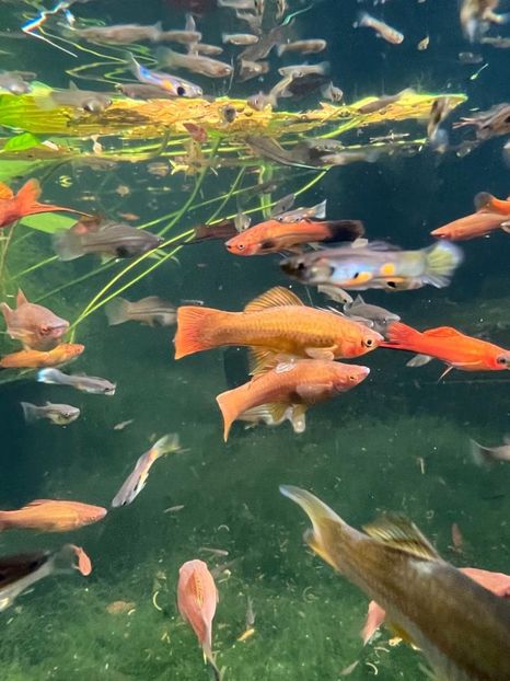 4aadefb1-ba21-4804-b4f7-89da1809f185 - Gradina botanica Londra