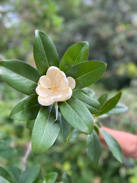 4bbb17d4-6d80-4a0c-a964-5e293290c324 - Gradina botanica Londra