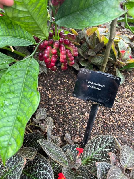 7f51c143-1556-4738-a6a5-82df6a7a3c48 - Gradina botanica Londra