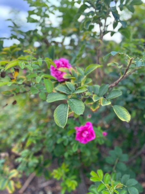 9f1c2f3d-12f4-4667-9dd0-a4648a36e116 - Gradina botanica Londra