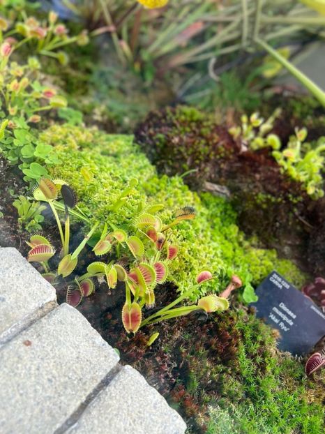 12aefa4a-5db5-4769-8b60-4ad727300f72 - Gradina botanica Londra