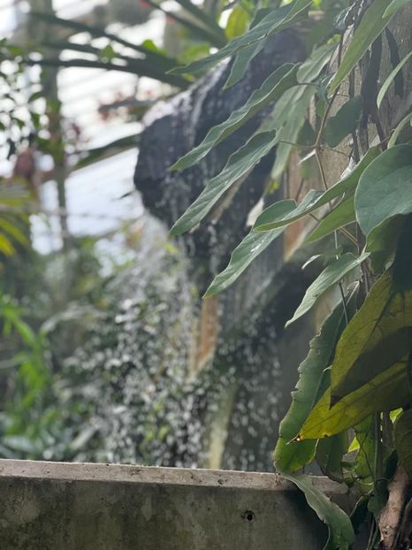 23af051e-675e-4e2f-a081-925d7e759270 - Gradina botanica Londra