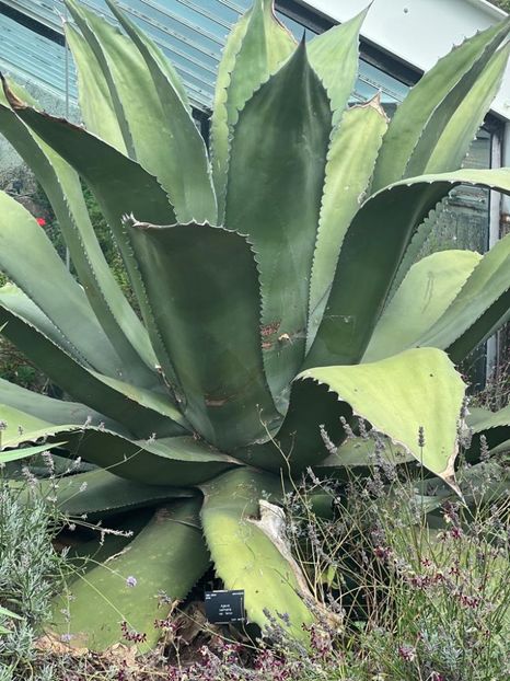 3021e1a6-67e6-4142-8081-f2eccf17aa23 - Gradina botanica Londra