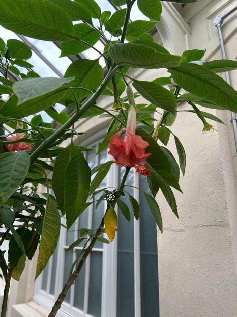 83557c7a-f9cc-4bab-9459-b77647f4ff4d - Gradina botanica Londra