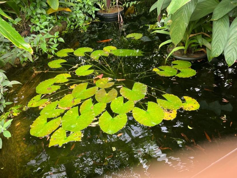 92e7adf9-fe2b-4a98-8973-45887f83bd98 - Gradina botanica Londra