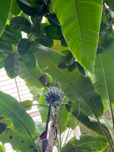 79b40469-0d11-47df-85bf-15bf9a98d157 - Gradina botanica Londra