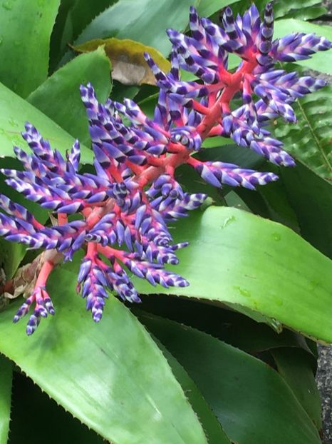  - Gradina botanica Londra