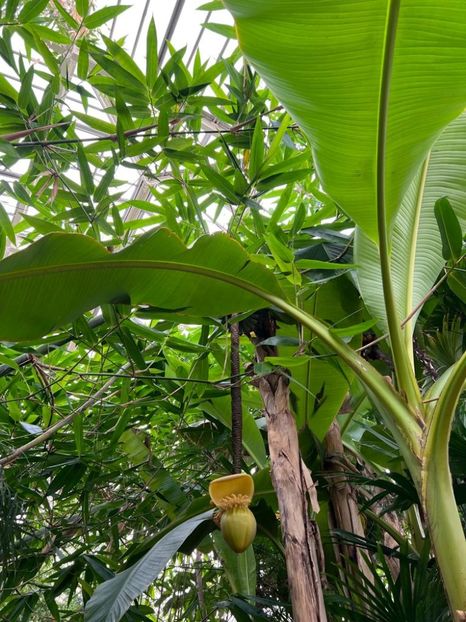 0889f25c-e82f-4910-acbb-0b480eed409b - Gradina botanica Londra