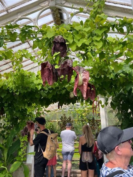 734568c4-c159-4610-a84d-67693713c587 - Gradina botanica Londra