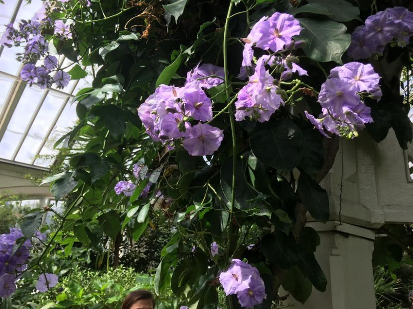  - Gradina botanica Londra