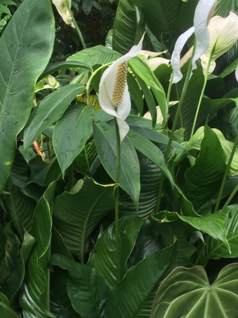  - Gradina botanica Londra