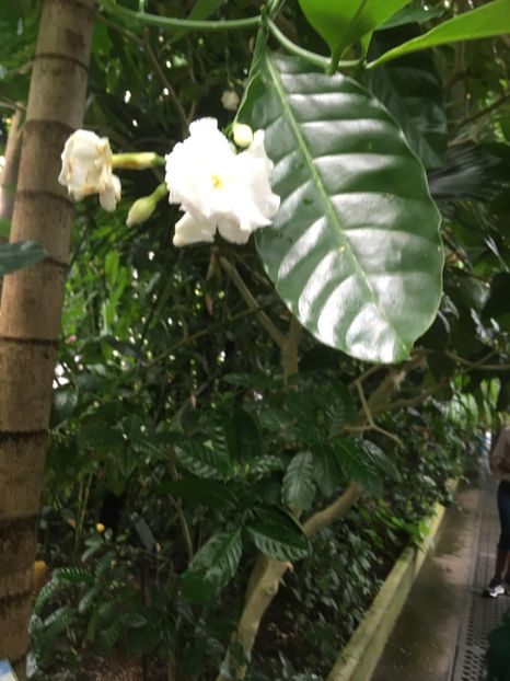  - Gradina botanica Londra